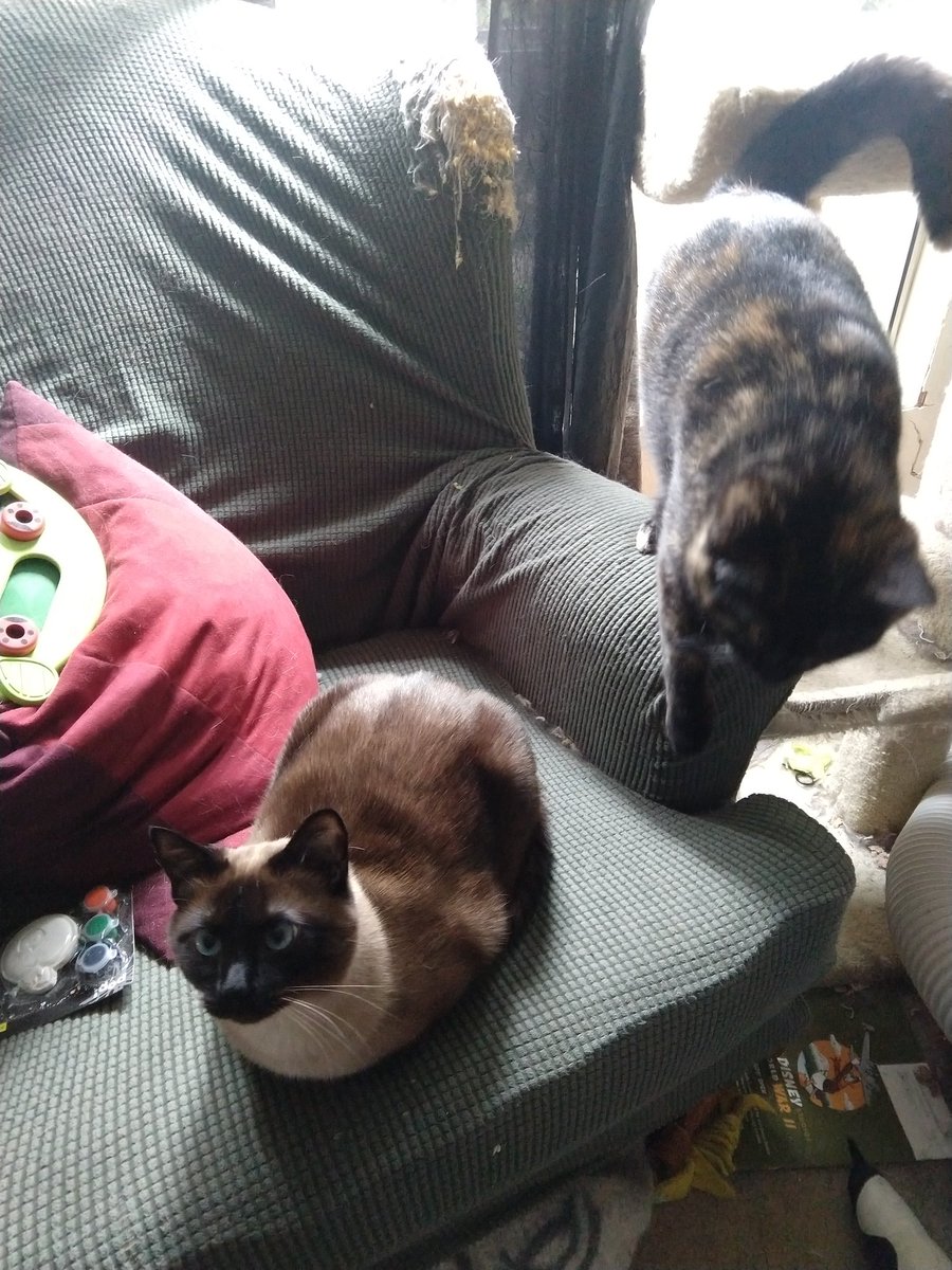 feochadn's tweet image. If you see this tweet, quote tweet it with the most recent photo you took of your pet. No cheating.