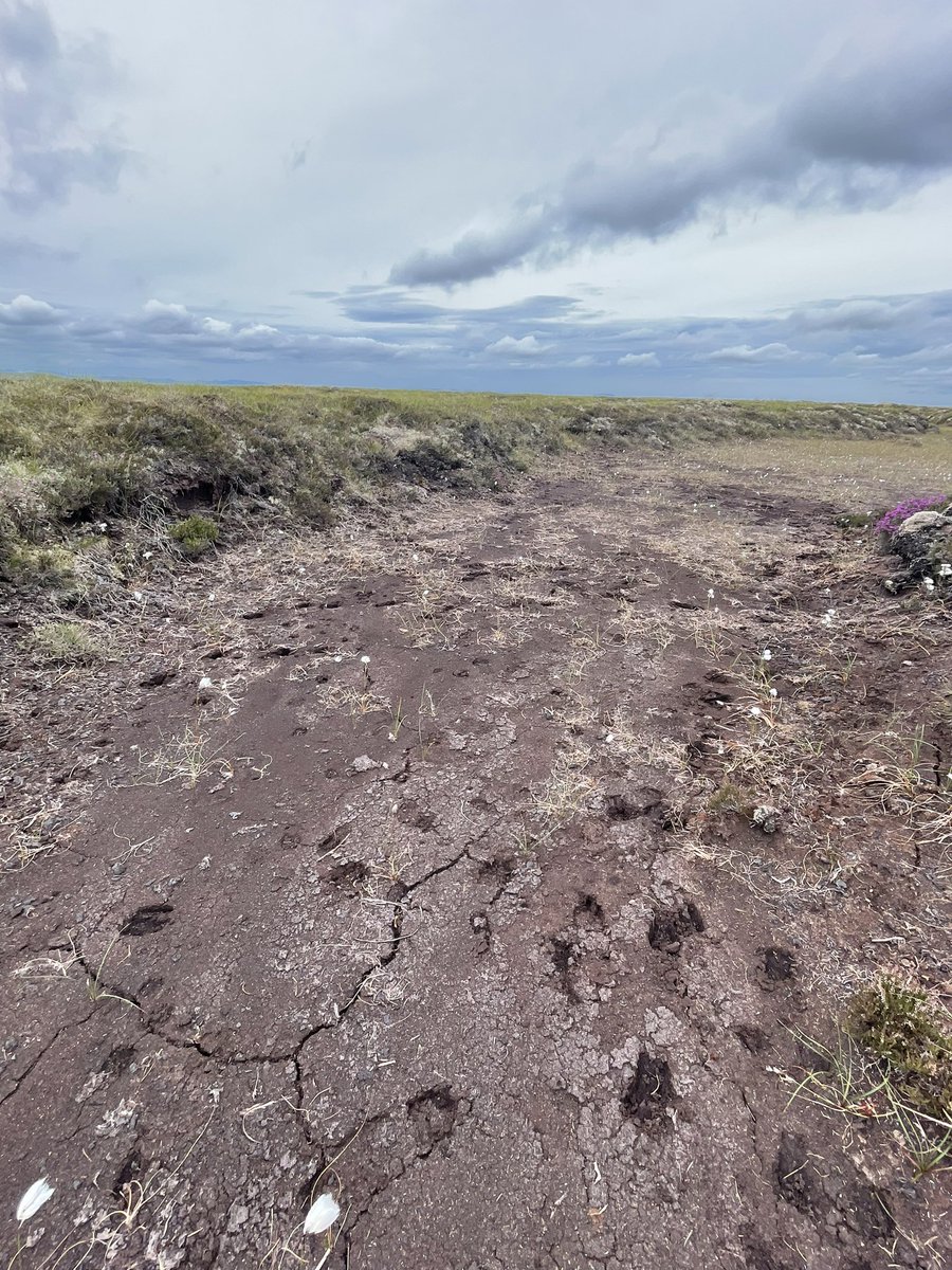 Dr Guaduneth Chico 🌱🌍🇮🇪 tweet media