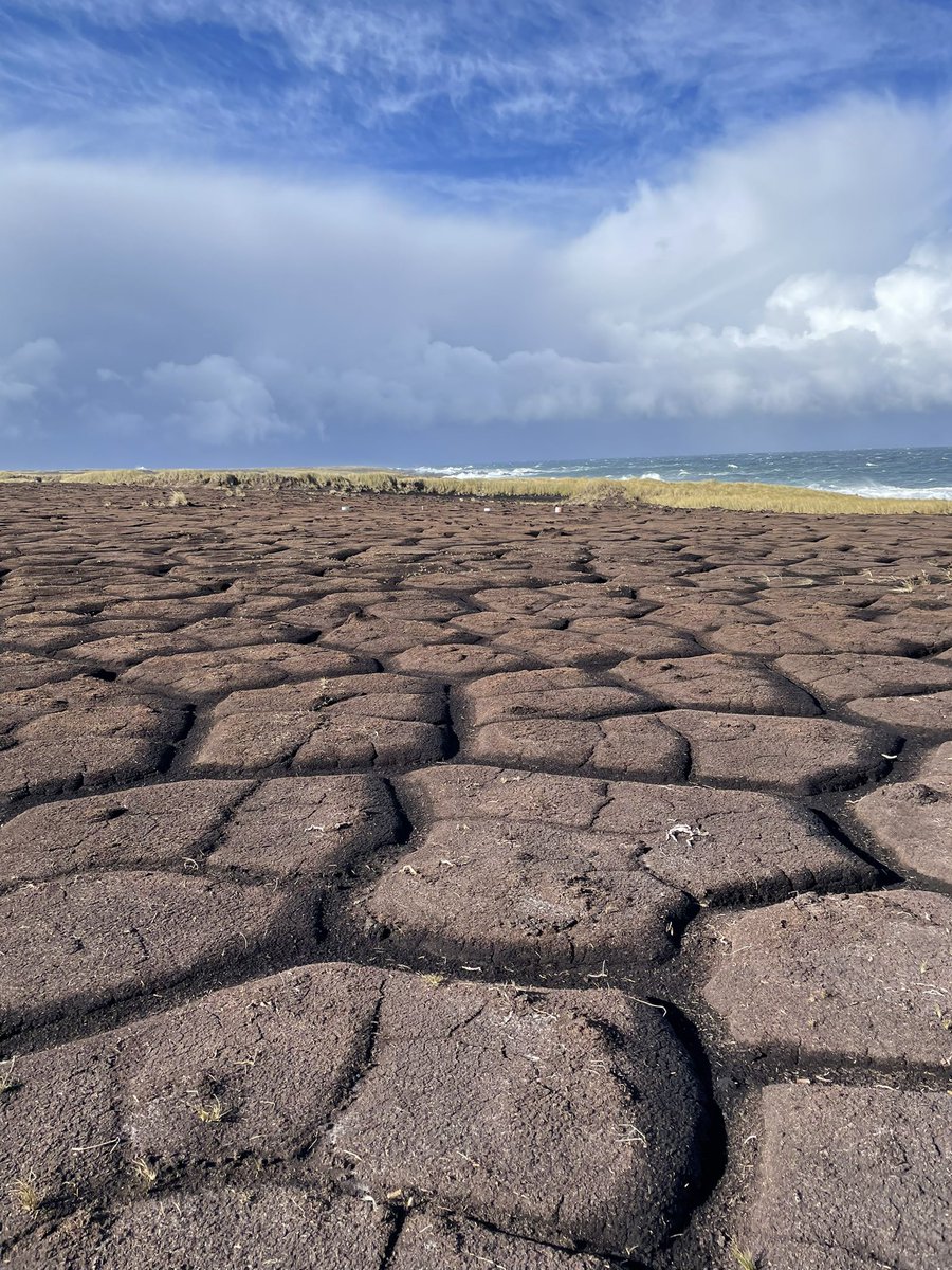 Dr Guaduneth Chico 🌱🌍🇮🇪 tweet media