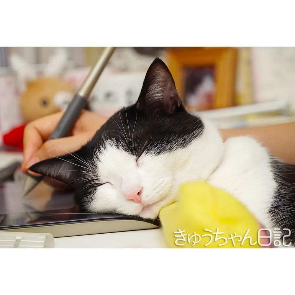 hatchan_nikki's tweet photo. お昼寝中
#きゅうちゃん #きゅうちゃん日記 #猫 #ねこ #ネコ #白黒猫 #白黒猫きゅうちゃん #ハチワレ猫 #はちわれねこ #かわいすぎてこまっちゃう #にゃんすたぐらむ #cat #blackandwhitecat #cute #cutecat #catstagram #instacatsgram #felixcat #tuxedocat https://t.co/K160mtTkfC https://t.co/n0nWmPUWk4