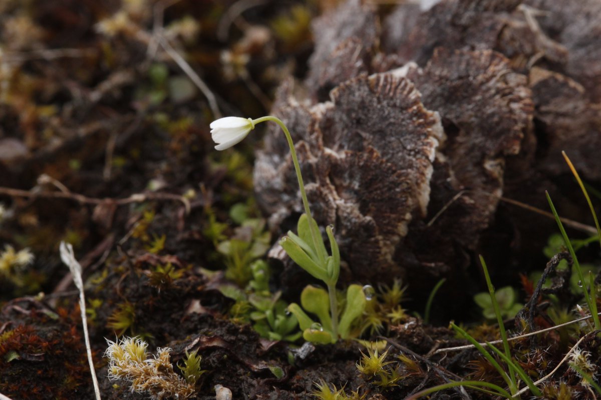 sometimesimdan's tweet photo. Meconella oregana (family Papaveraceae) 🧐 https://t.co/QlqHLd6bJ2