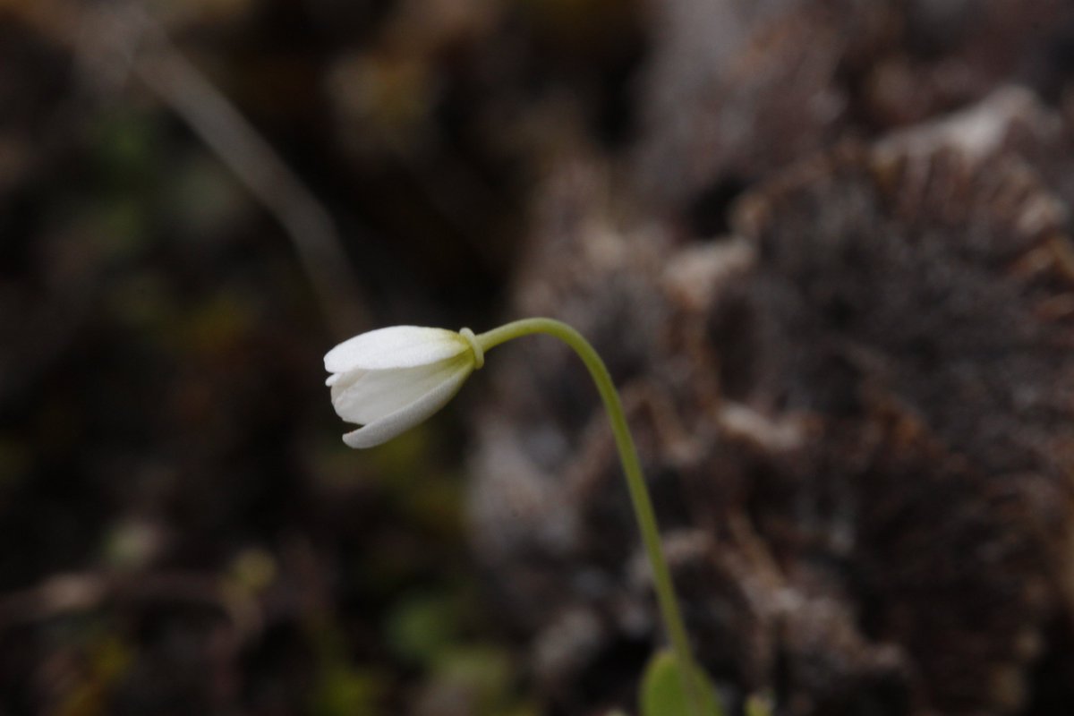 sometimesimdan's tweet photo. Meconella oregana (family Papaveraceae) 🧐 https://t.co/QlqHLd6bJ2