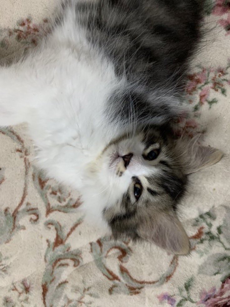 Aisha🐈 🐈‍⬛🐾 tweet media