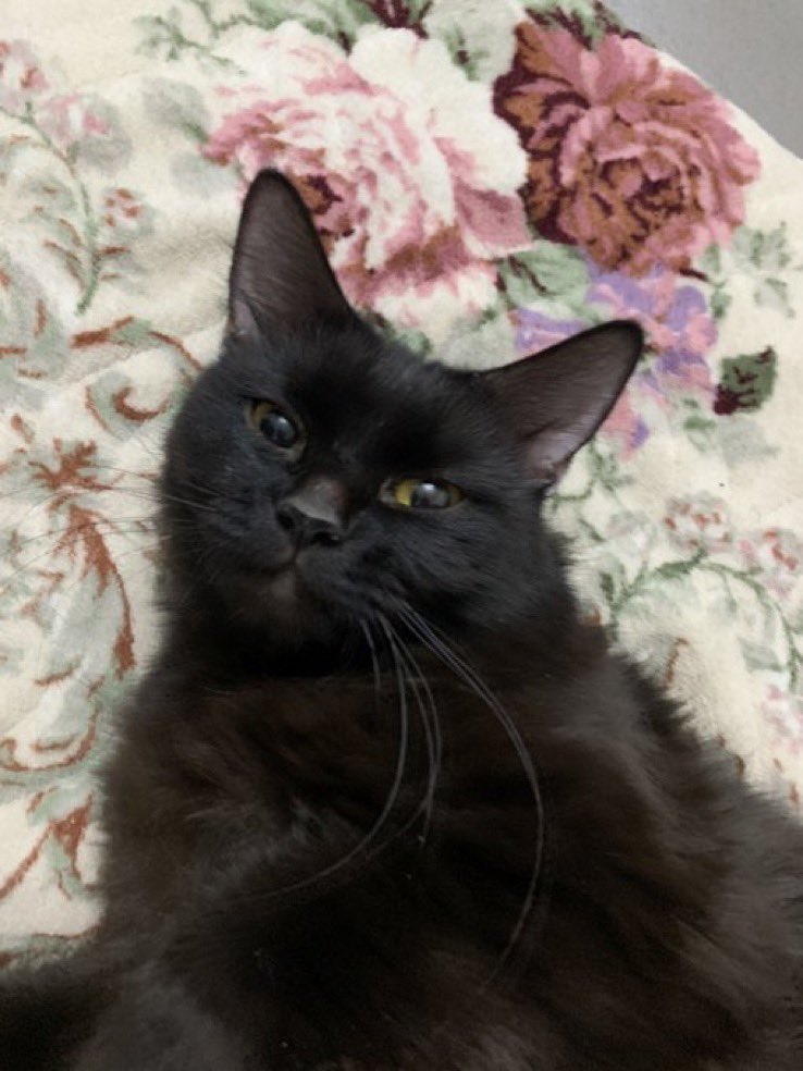 Aisha🐈 🐈‍⬛🐾 tweet media