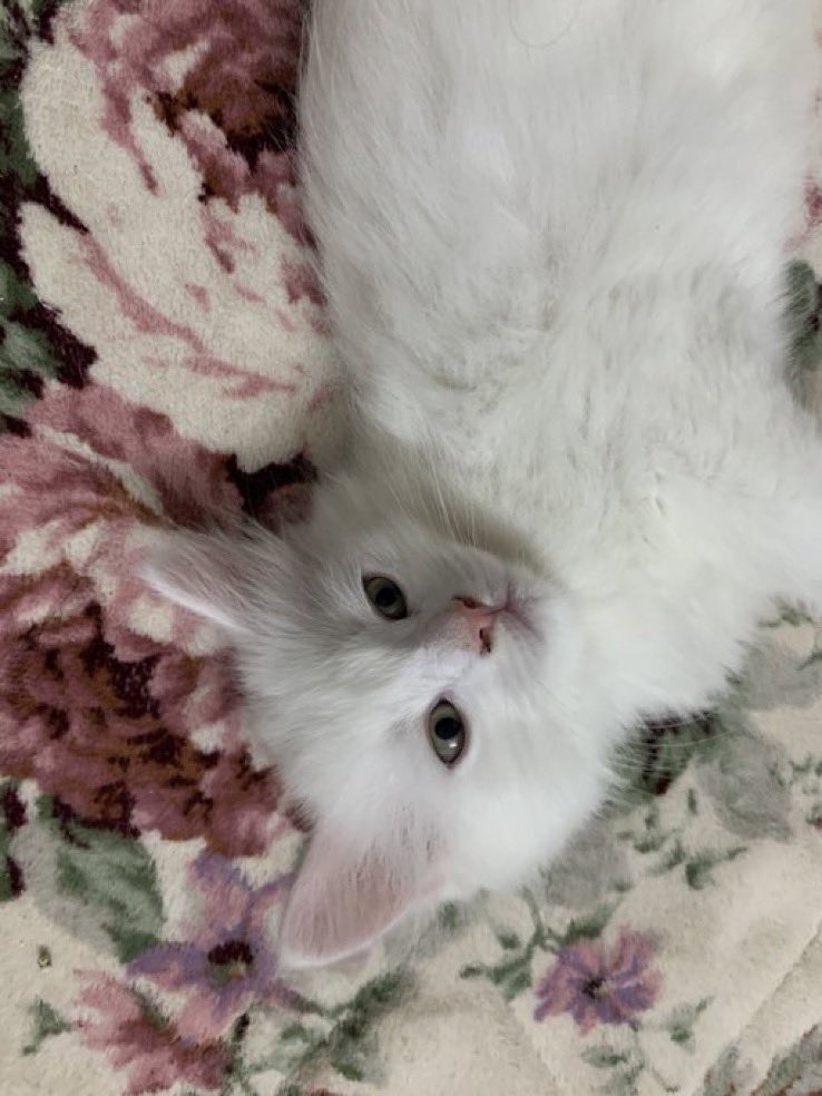 Aisha🐈 🐈‍⬛🐾 tweet media