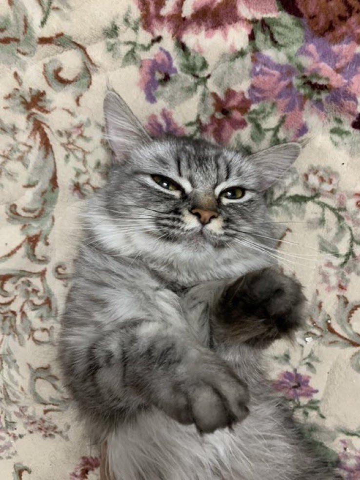 Aisha🐈 🐈‍⬛🐾 tweet media