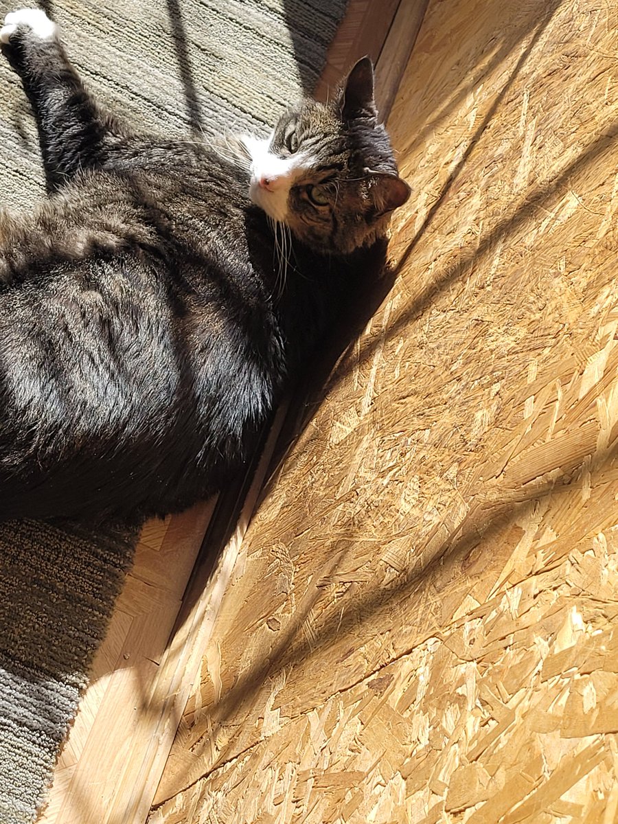 Galko_chan's tweet photo. @FifthDream If you see this tweet, quote tweet it with the most recent photo you took of your pet. No cheating. https://t.co/BkHY7EYR5G