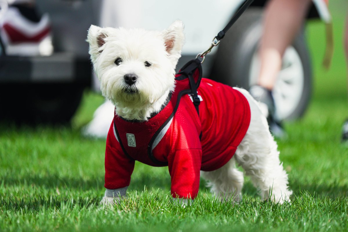 Ohio State Buckeyes 🌰 tweet media