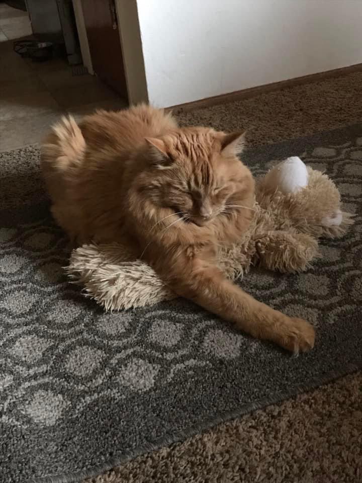 Alfie and his 15 1/2 year old Dollar Tree Store bear. Always inseparable. #Caturday #GingerCats