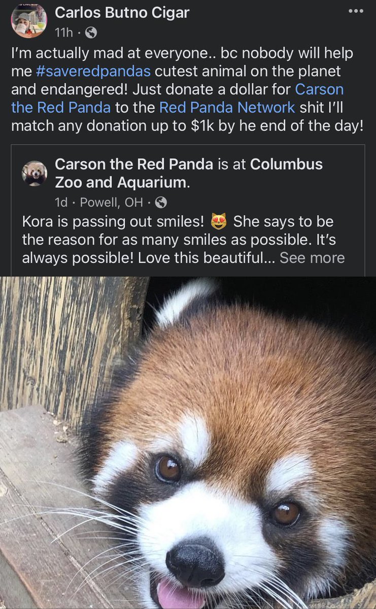 CarlosBtnoCigar's tweet photo. 2 fake @elonmusk accounts today.. one here and one on Fb.. Is this bc I asked him to #SaveRedPandas bc he should.. I even tried this.. https://t.co/FhOWUSl8Yv