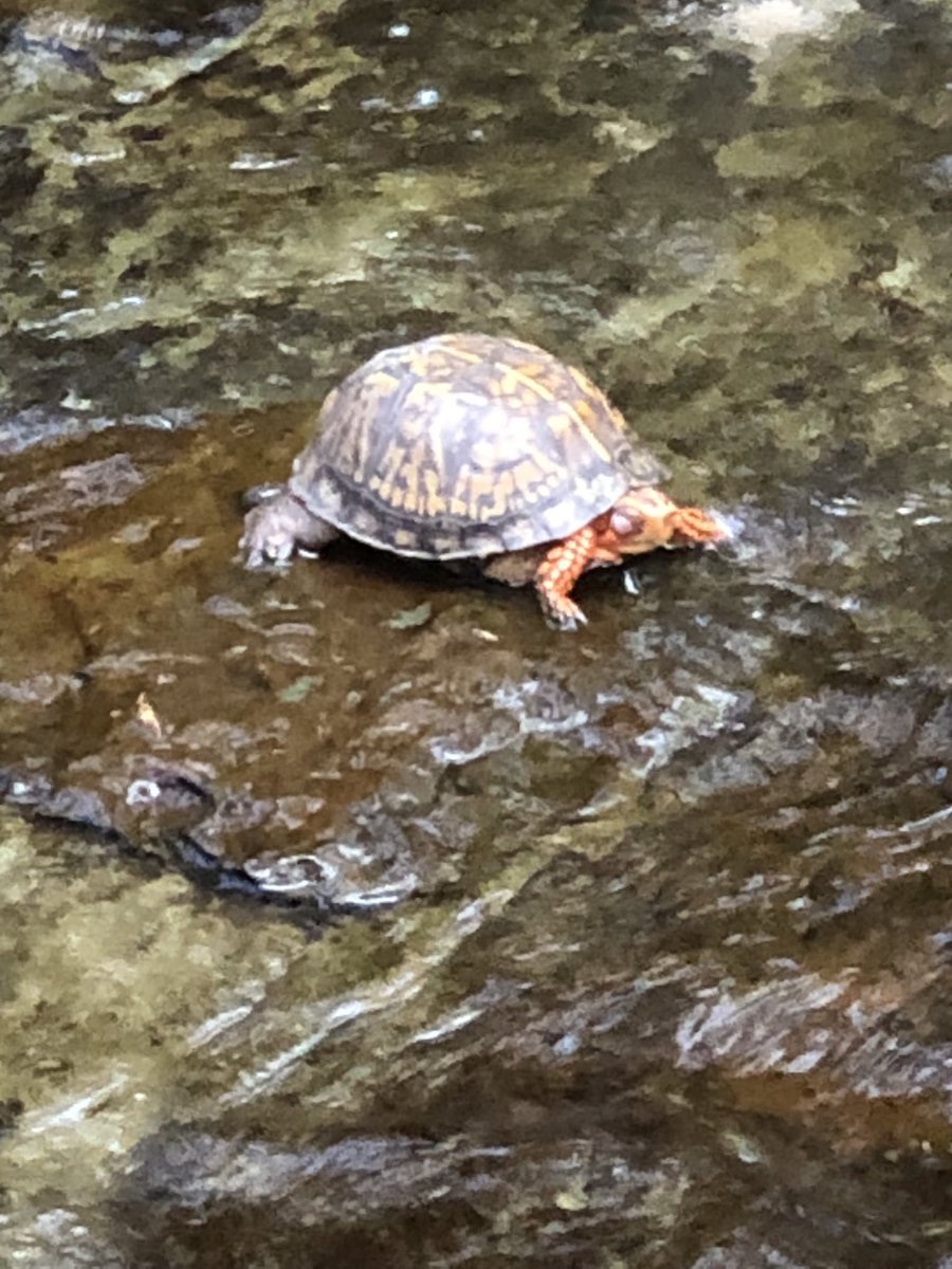 I have discovered the Spider-Man turtle. Waiting patiently for my Nobel Prize. 

🕷️ 🐢

#SpiderMan #turtles #NobelPrize #becausescience #backoffmanImascientist