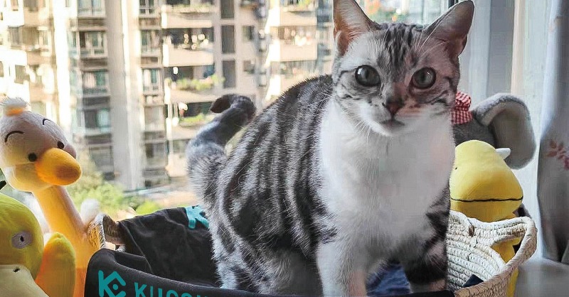kucoincom's tweet photo. GM.

Here's a cat wishing you a lovely day ❤️ https://t.co/TnF3Lm1gHe