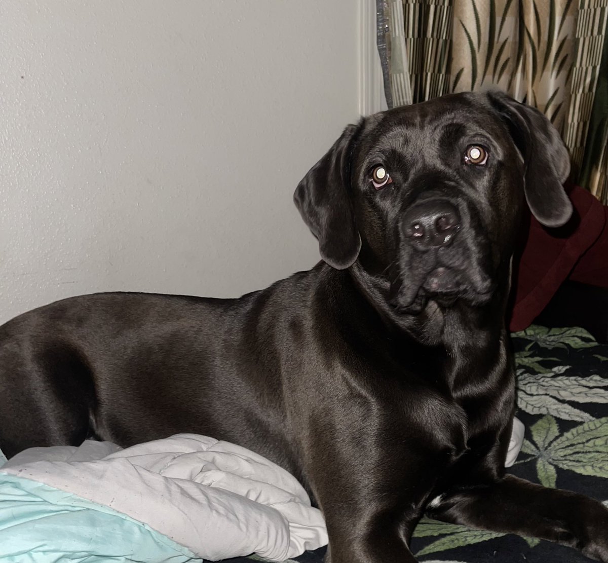 MzzMizery's tweet photo. #DogTherapy with #Elvira Mistress of the Bark. #CaneCorso #LabradorCorso #Labrador #DogsOfTwitter #DogsOfInstagram #FarmDog #GrowDog #FarmSecurity #GrowSecurity https://t.co/d5ECLlRA7h