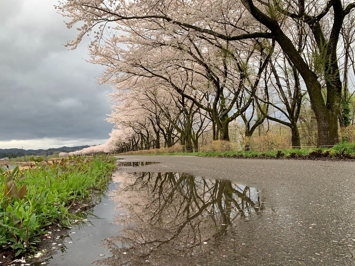 semboku_tourism's tweet photo. 【#角館の桜まつり 4/16】
古城橋から落合まで桧木内川堤のソメイヨシノは満開です。場所によっては風雨で部分的に散り始めも見られますが、水鏡に移る雨の桜もまた素敵です。
飲食屋台や樺細工伝承館でのおやま囃子ステージもお楽しみください。
ライブ画像→ https://t.co/od7JrvKFKl #仙北市 #角館 https://t.co/C8GxHwNgCo