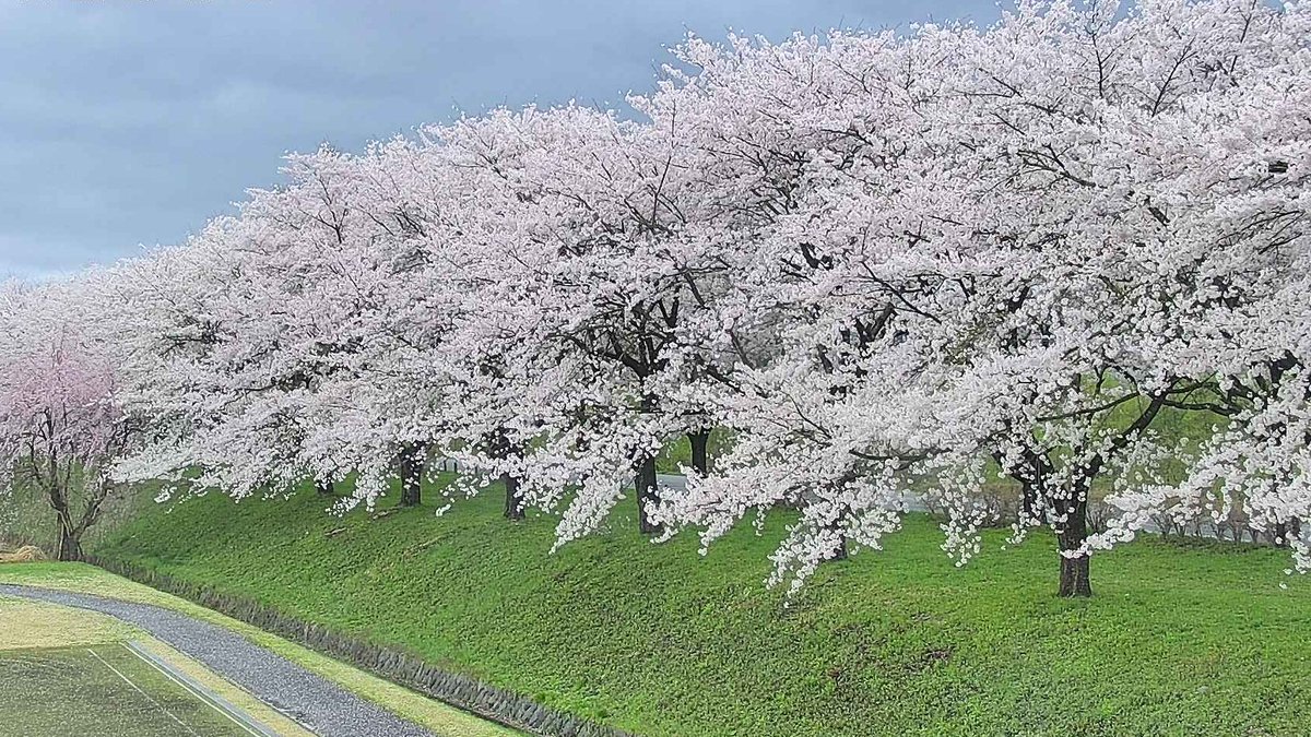 semboku_tourism's tweet photo. 【#角館の桜まつり 4/16】
古城橋から落合まで桧木内川堤のソメイヨシノは満開です。場所によっては風雨で部分的に散り始めも見られますが、水鏡に移る雨の桜もまた素敵です。
飲食屋台や樺細工伝承館でのおやま囃子ステージもお楽しみください。
ライブ画像→ https://t.co/od7JrvKFKl #仙北市 #角館 https://t.co/C8GxHwNgCo