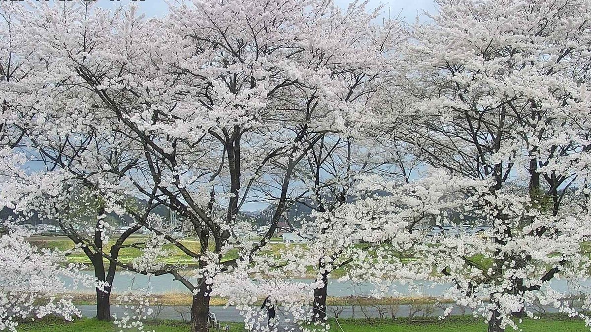 semboku_tourism's tweet photo. 【#角館の桜まつり 4/16】
古城橋から落合まで桧木内川堤のソメイヨシノは満開です。場所によっては風雨で部分的に散り始めも見られますが、水鏡に移る雨の桜もまた素敵です。
飲食屋台や樺細工伝承館でのおやま囃子ステージもお楽しみください。
ライブ画像→ https://t.co/od7JrvKFKl #仙北市 #角館 https://t.co/C8GxHwNgCo