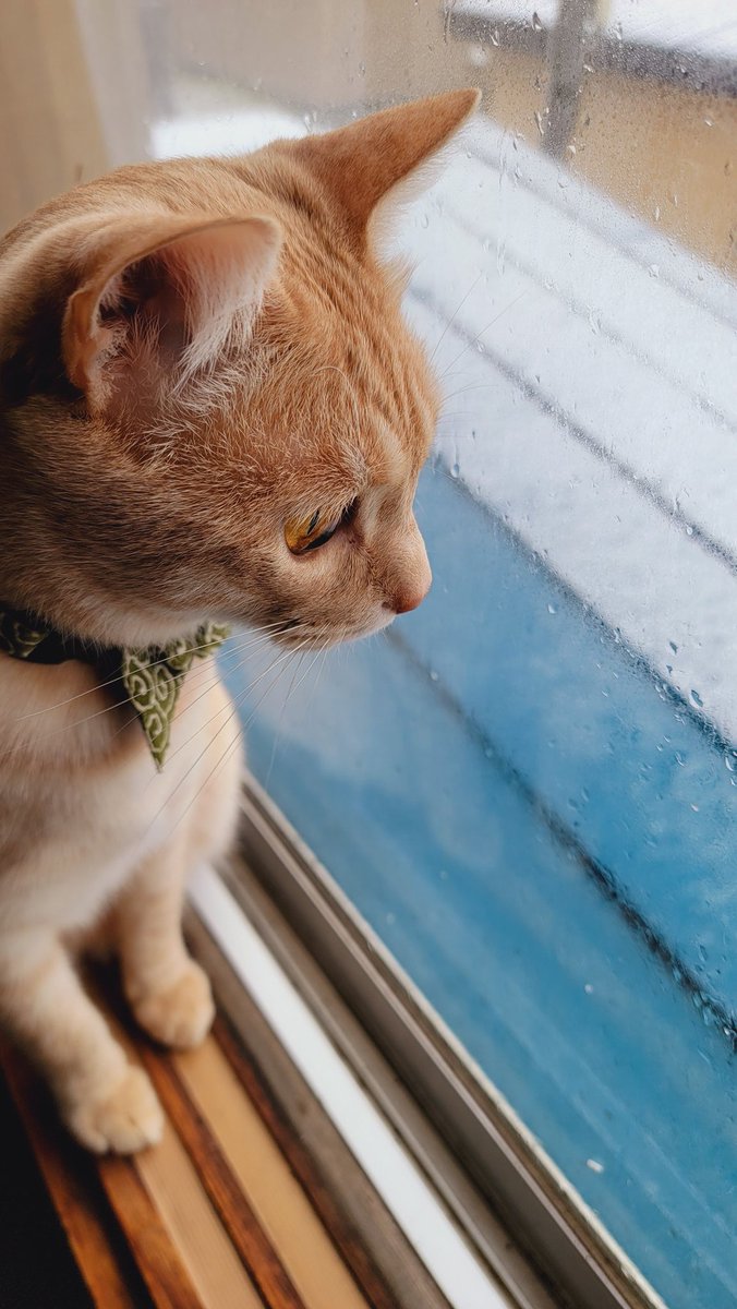 季節外れの雪を眺める麦さん🐱