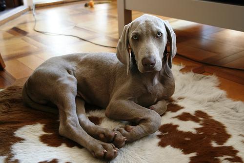 RandomDowg's tweet photo. Here's your Daily #Dog ! #Weimaraner #randomdowg https://t.co/VYgt7dsRmz