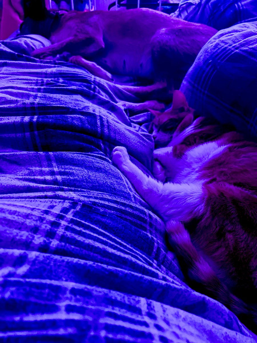 filletdabitchx's tweet image. Momma K and Momma H have been out on events all weekend and are very tired… yet here we are #nospace #nosleep 🐈 🐕