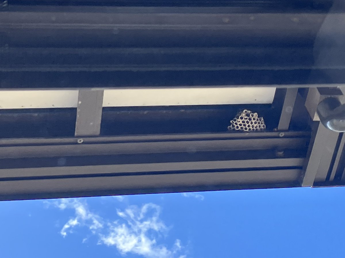 ベランダに蜂の巣が2個出来ていました。皆様もお気をつけください。この時期は蜂が巣作りしております