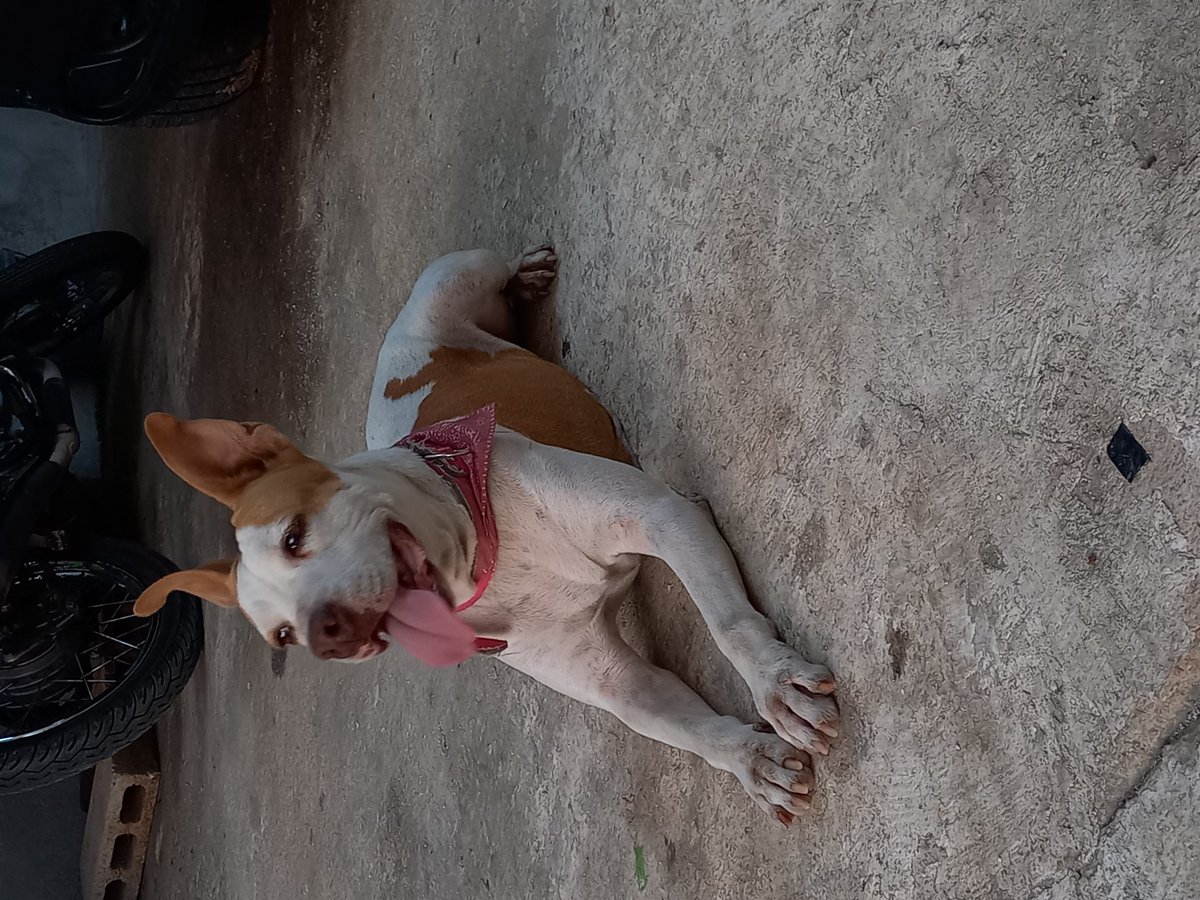 casandr47924136's tweet photo. #HéroesDeLomitos kira mi guerrera 
Mi fiel compañera te amo mi perrita hermosa 💖 💕 https://t.co/WDqSlUvCXQ