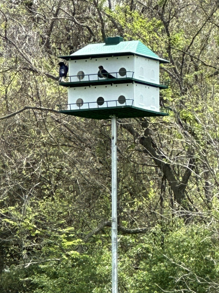3sticksCGCS's tweet photo. Thought we might have been late putting up our purple martin house. Saw them back today. @BirdsofTurf #golfcoursewildlife https://t.co/ZMZlQ3EBtk