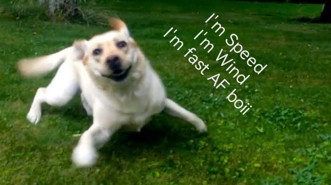 BakaProdOji's tweet photo. Sometimes I daydream about me being a dog. I would just Sleep Eat Sleep Eat Sleep Eat SQUIRREL?!?! DOOR!!! LEAF!!! BALL!!! STICK!!! SQUIRREL? BIRD!!! SQUIRREL!!!!! BALL!!!! STICK!!! MUD!!!! RUNNNNNN.... ZOOOOMMMMMM BORK? STICKKKKKKKK SLEEP.

#dog  #innerthoughts #dogthoughts https://t.co/D6cYE3V3uO