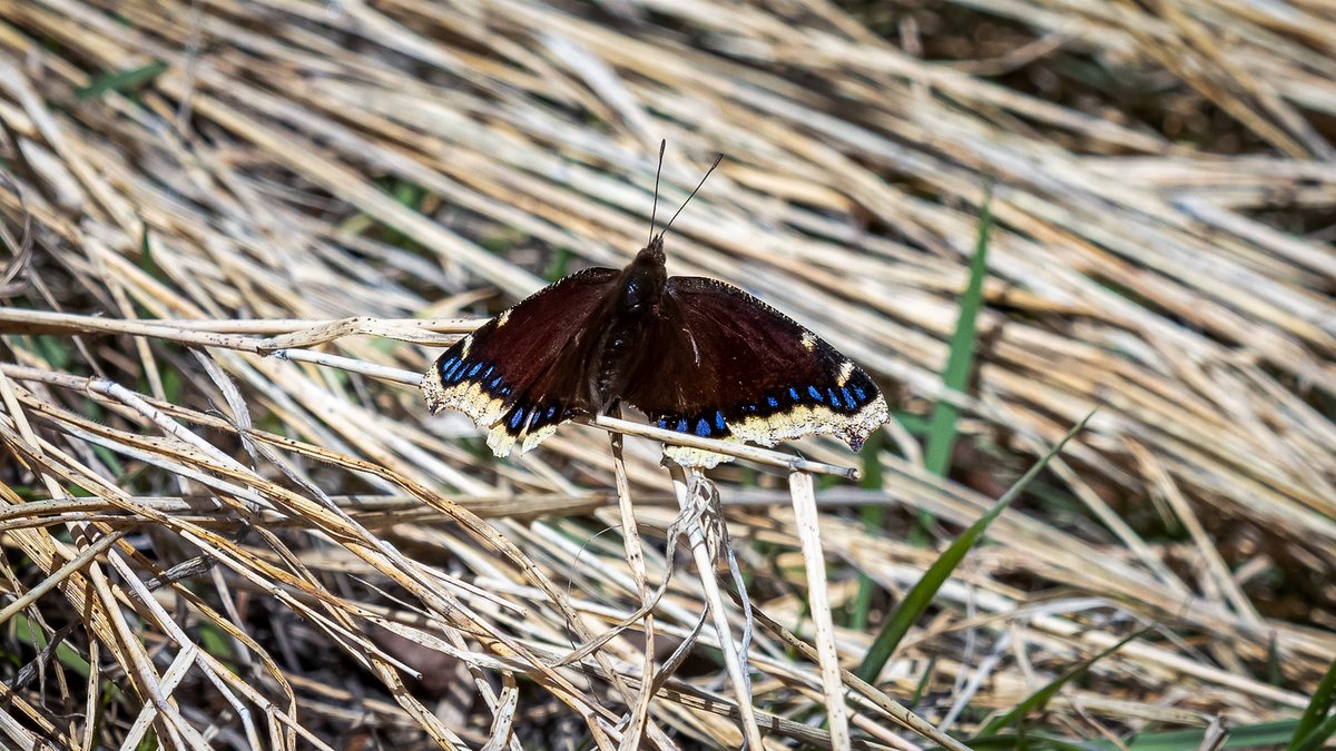 Today, photographed first Mourning Cloak (Nymphalis antiopa) of 2023 in the Bitterroot Valley for checklist. Saw another later along with 3 Comma species. Big 👍considering the conditions haven't been primo for #butterfly activity.