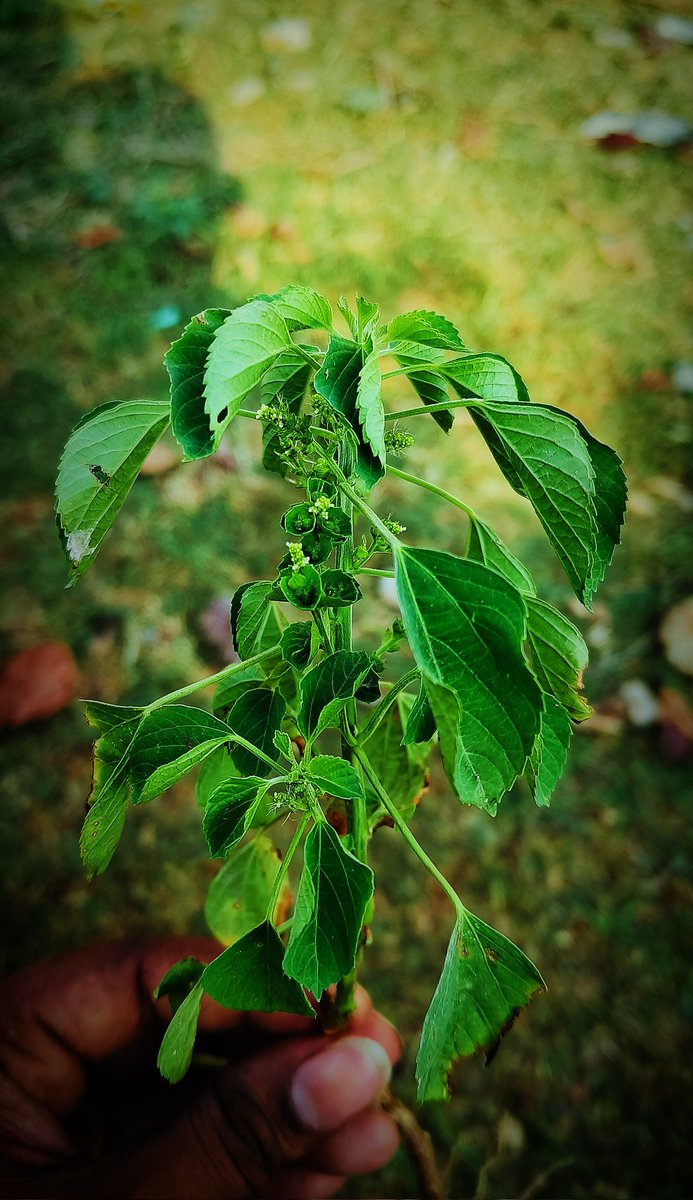 ChittiPanditi's tweet image. ###Acalypha indica (INDIAN MEDICINE TREE)