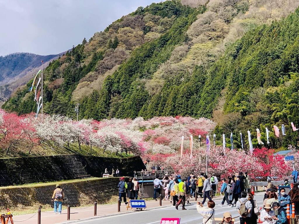 lowrider_evo's tweet photo. 花桃の里　阿智村
7分咲きかな？ https://t.co/nUyXhvkpzP https://t.co/4jpCoavoHL