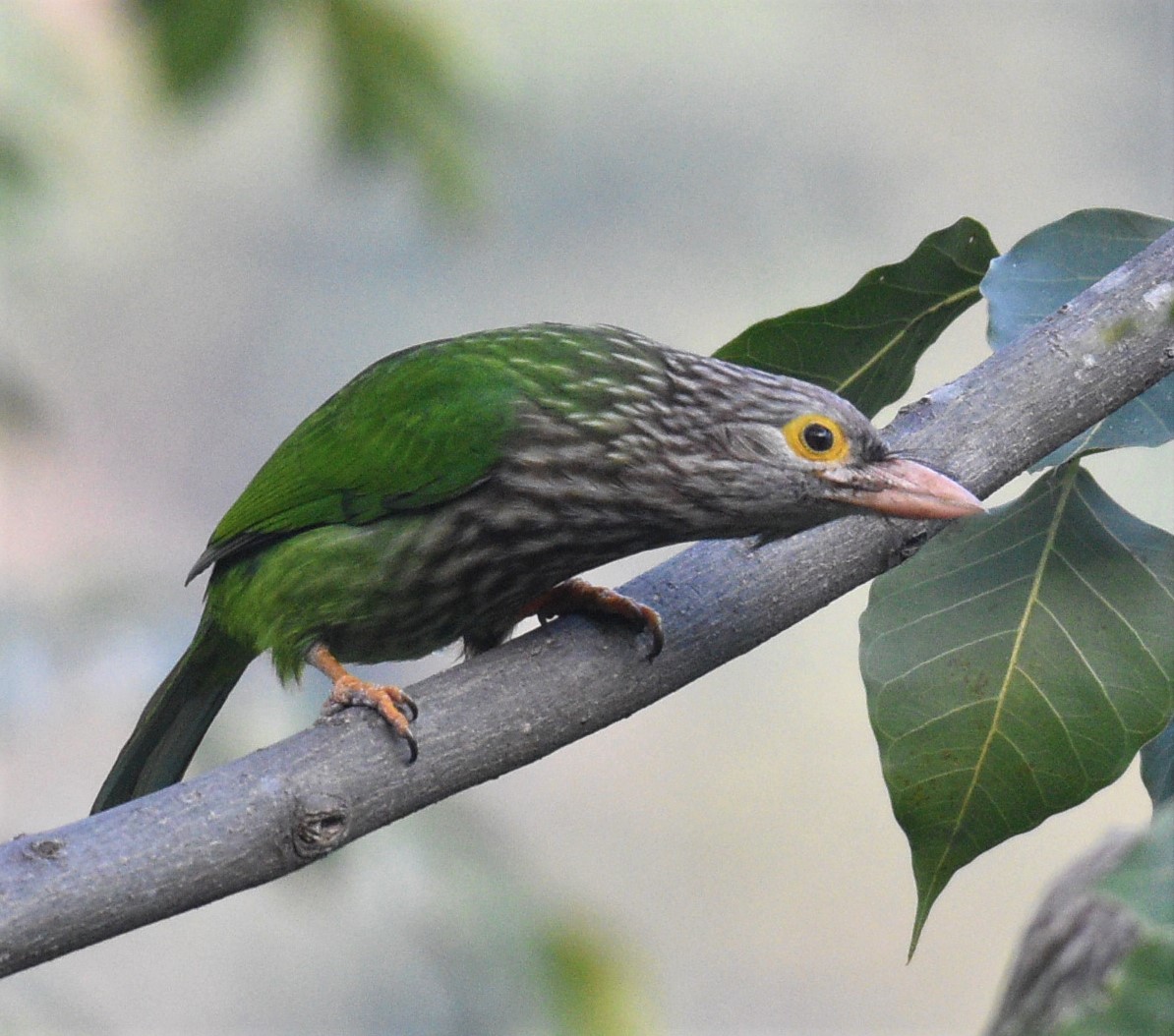 ' Lean' -iated Barbet. Typo intended 😉
#IndiAves @Britnatureguide @WildlifeIndian @BirdWatchingMy @OrnithophileI #BirdsOfTwitter @IndianForests @Indianwildlifeo @sgrphotos @himalayanbirds @NatureIn_Focus @NatureInd @birdcountindia @Team_eBird @nature_org 
@WRCSIndia