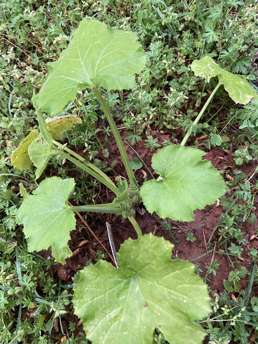 TaylorRyles's tweet photo. We’re growing a lil garden , and I just 🥹❤️🥰
🥦🥒🍅🌶️ https://t.co/VLCMCN1ZKo