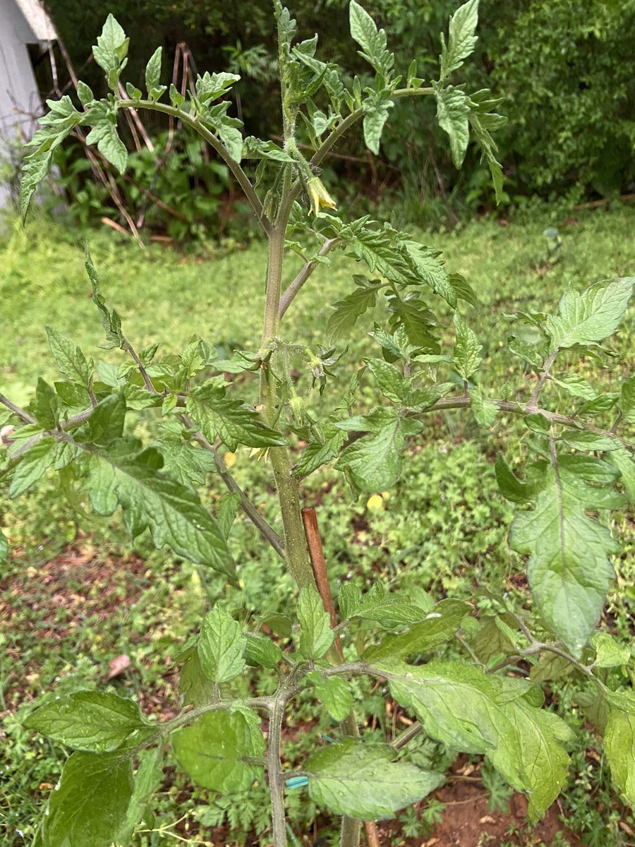 TaylorRyles's tweet photo. We’re growing a lil garden , and I just 🥹❤️🥰
🥦🥒🍅🌶️ https://t.co/VLCMCN1ZKo