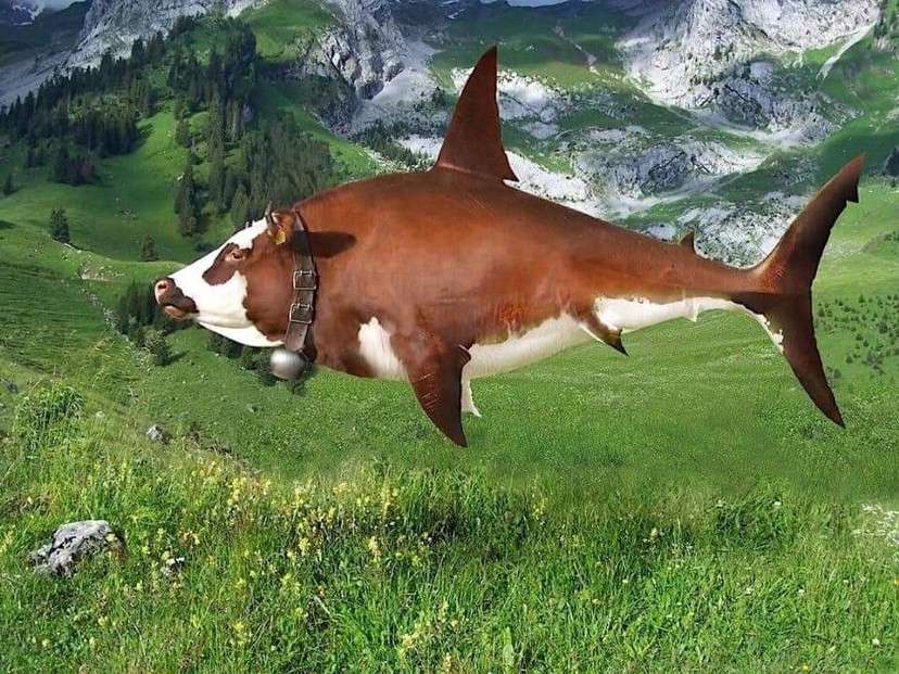 ResNeXtGuesser's tweet photo. Image prediction: great white shark
Confidence: 19.25%
Submission by @.averagegooose https://t.co/mdQCRrP3tw