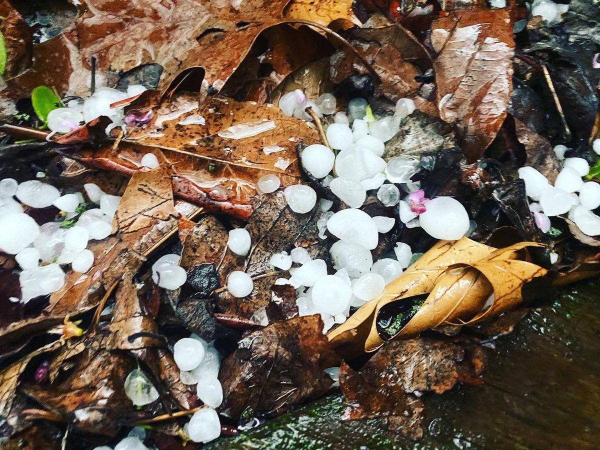 WeathermanFife's tweet photo. @ReedTimmerAccu Almost saw you man!  Got some hail but not much else.  Hailed for 25+ minutes at my house 2 miles NNE of Gray Summit, Max size ping pong ball size. https://t.co/eseADxUoTZ