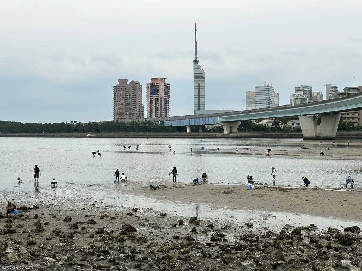 FukuokaNow's tweet photo. At the beginning of spring, you may notice clusters of people digging at the mouth of the Muromigawa River. They’re not panning for gold, but for something much tastier - clams!
Clam Digging Guide 2023
https://t.co/ZTwkMiLT8b
#fukuoka #fukuokaguide #clamdigging #fukuokanow https://t.co/PbSrEkAx1F