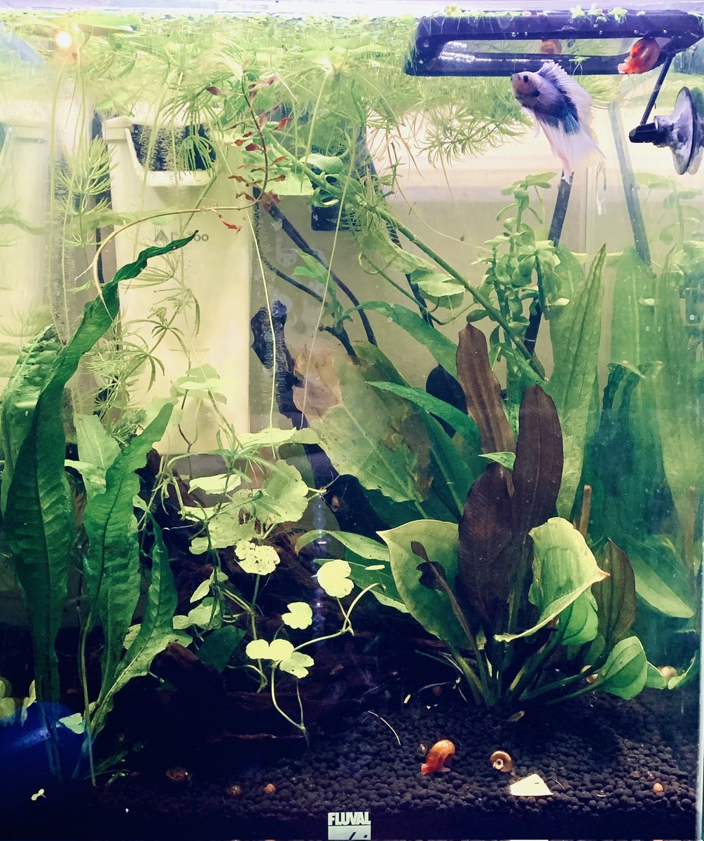 AshenFleur's tweet photo. Planted tanks looking cute ☆ https://t.co/UAgQ9O8P9M