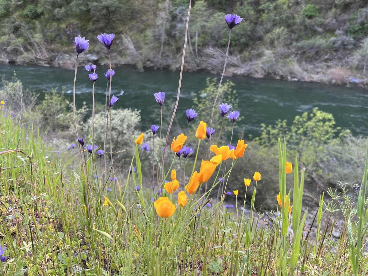 Jeffrey Ross-Ibarra tweet media