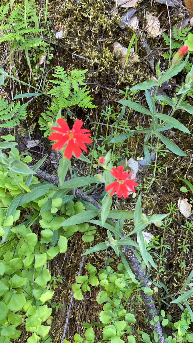 Jeffrey Ross-Ibarra tweet media