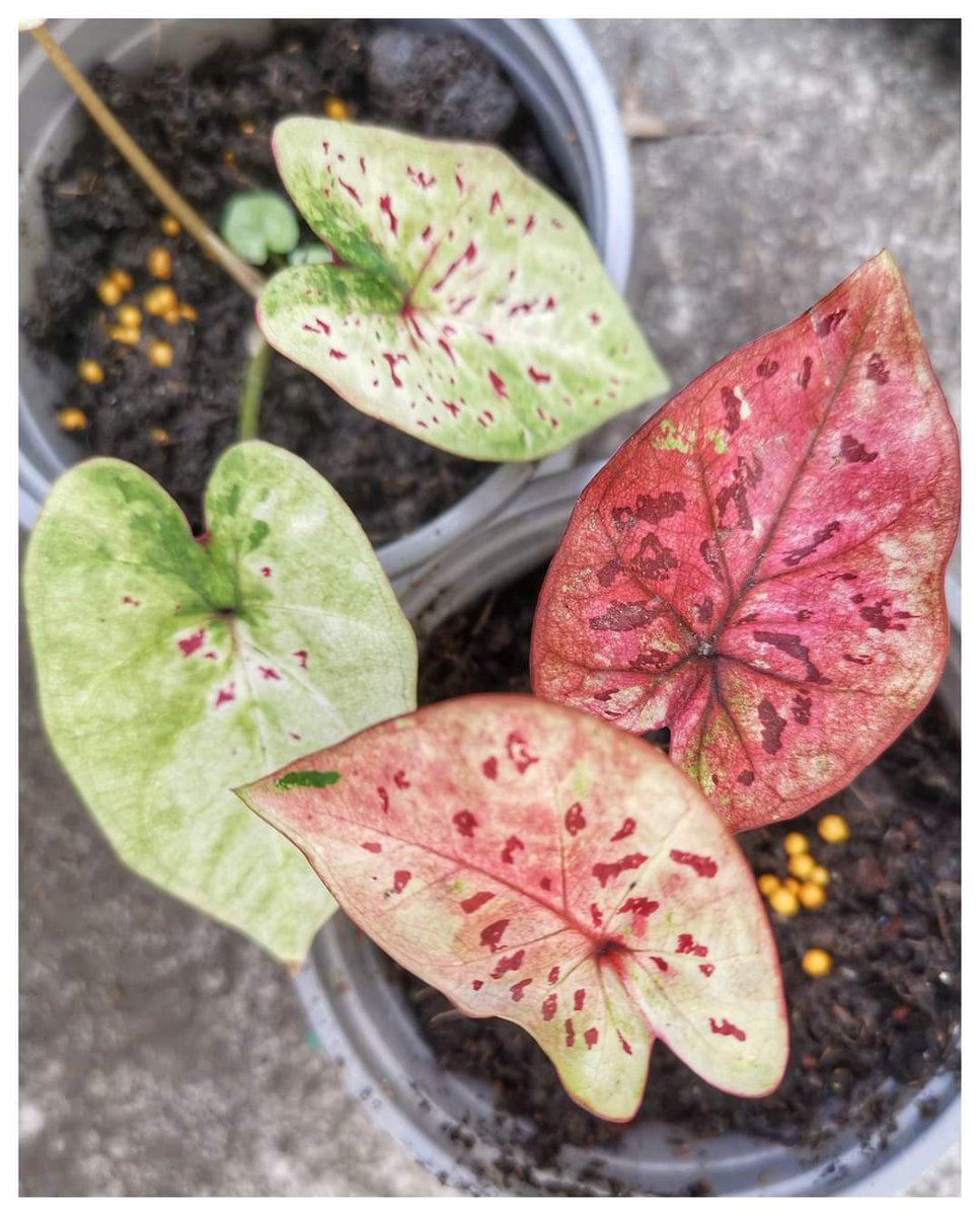 My sister's thriving caladiums.