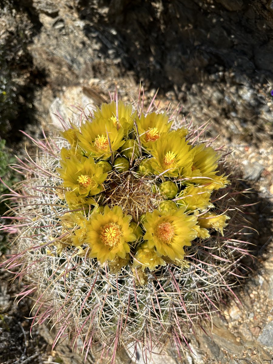方舟子 on Twitter "今日所见野花：加州鱼钩仙人掌(California fishhook cactus)、英格尔曼刺猬仙人掌