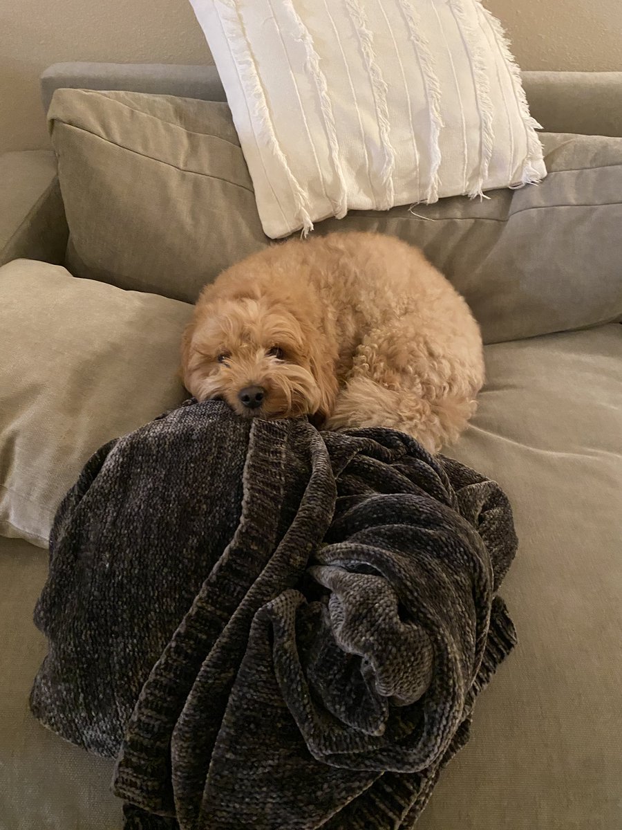 pochidoodle's tweet photo. ふくふくまんまるなドーナツみたいな犬がいる https://t.co/FL0irLTHaR