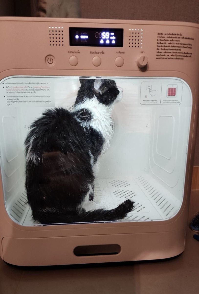 Mighty7693524's tweet image. We bought a pet dryer cuz grooming 3 rabbits and 3 fulltime cats monthly is a big pain and expenze. This machine works and it also fulfils a fantasy of seeing rabbits in an oven