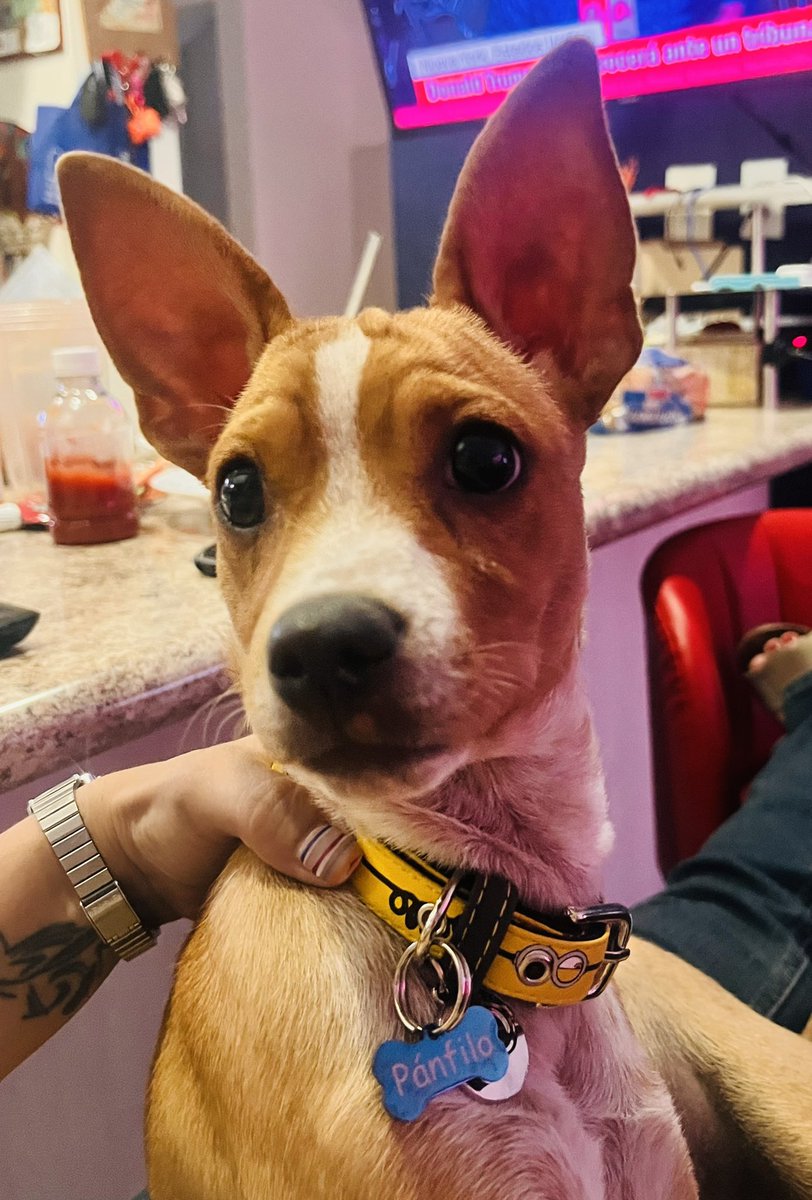 AnaKrmn's tweet photo. @AztecaSiete #HeroesDeLomitos Pánfilo el mejor 🥰 https://t.co/y5JHNKCuT2