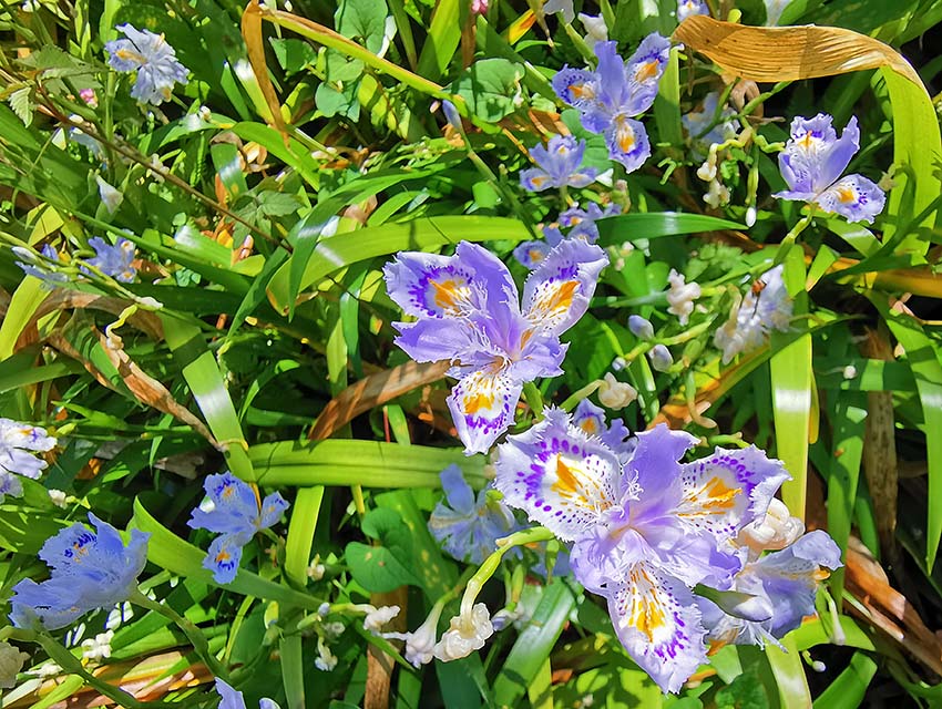 【本日撮影】シャガ（皇居東御苑）
皇居東御苑の二の丸池東側に「シャガ」が群生しています。「シャガ」はアヤメ科で、可憐な白紫色の花を咲かせます。
#シャガ #皇居東御苑 #IrisJaponica #FringedIris #CrestedIris