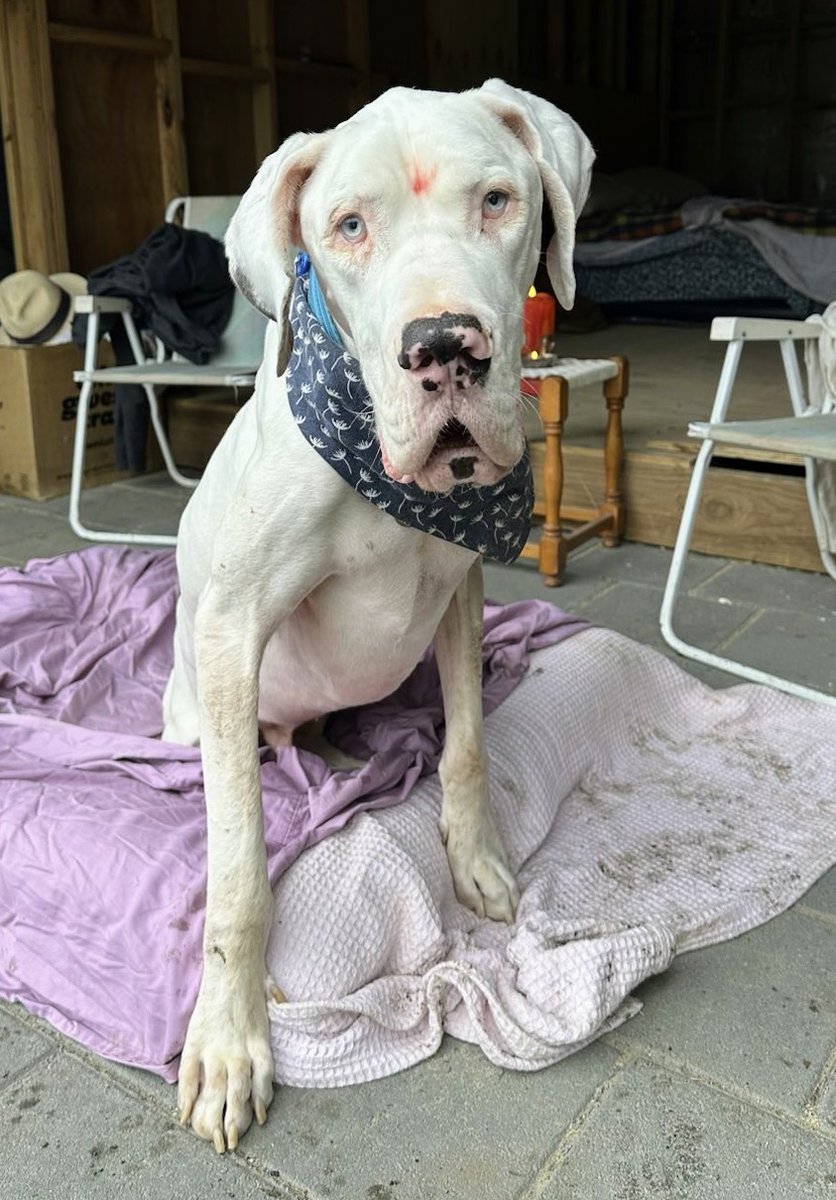 Dr Pallave Dasari 🐘🐨🦀 tweet media