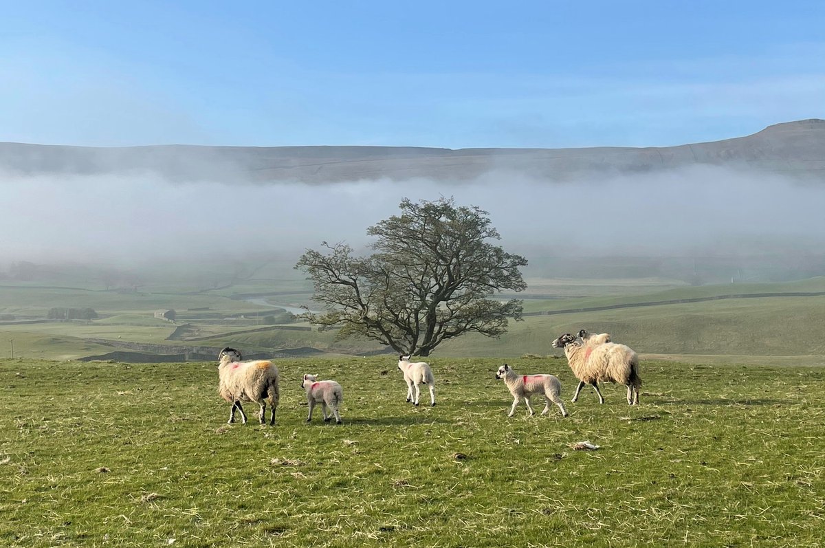 Our #YorkshireDales walking app has 35 great walks you can do in places like Aysgarth, Buckden, Burnsall, Grassington, Hawes, Kettlewell, Malham, Reeth, Settle and more! Download it 👇 yorkshiredales.org.uk/things-to-do/y… 📸 Wensleydale cloud inversion