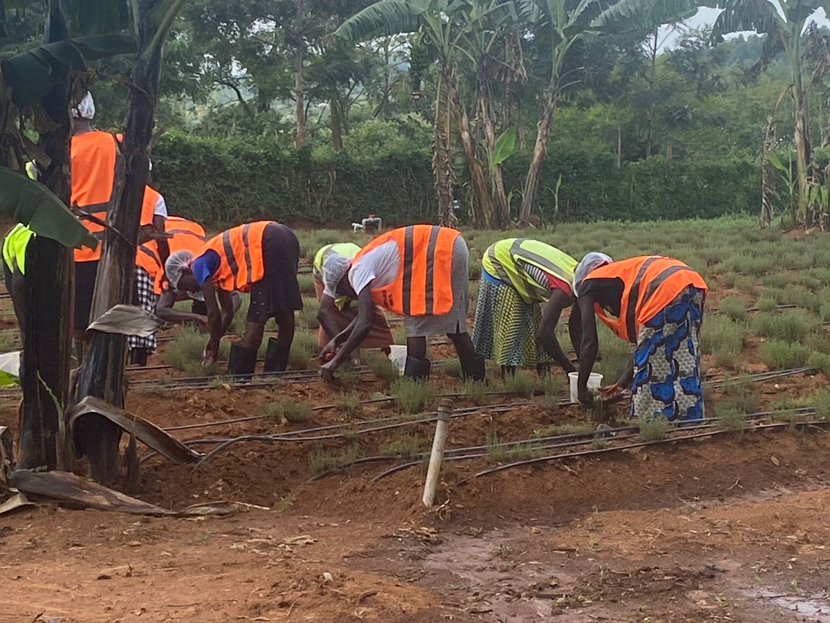 impact_afrika's tweet photo. Working and training community smallholder farmers to enhance productivity in siaya county. @USAmbKenya @UnKenya @FAOKenya @SwedeninKE @ProfPLOLumumba @orengo_james https://t.co/C362dlhoEW
