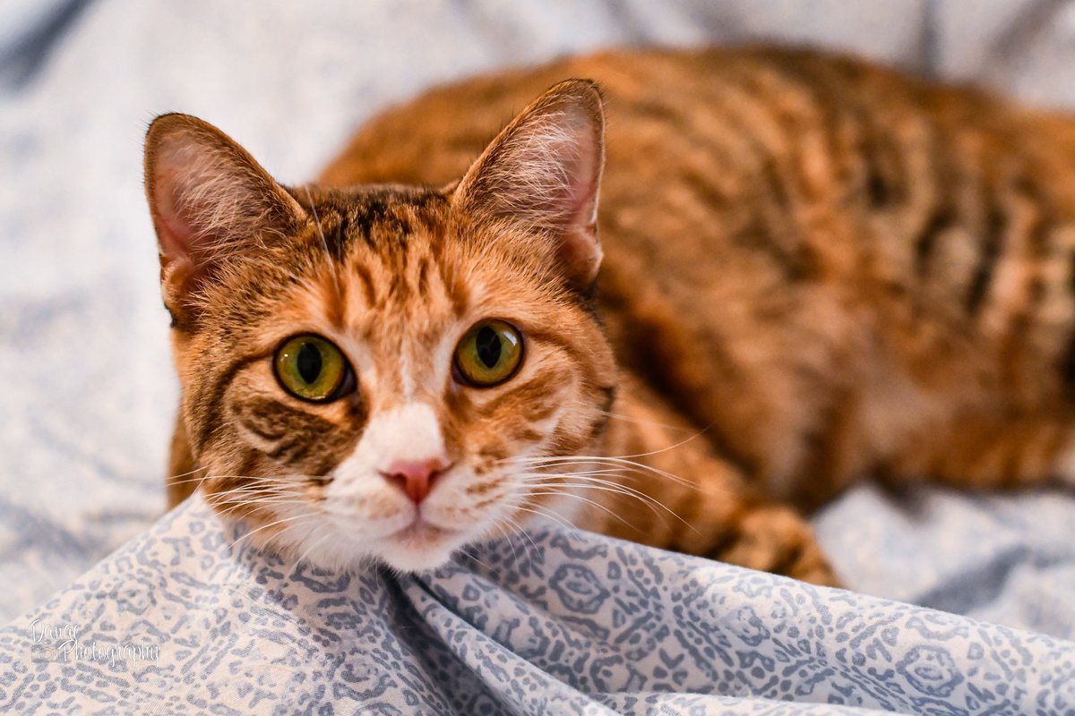 DanaePhotography (@danaephotog) on Twitter photo 