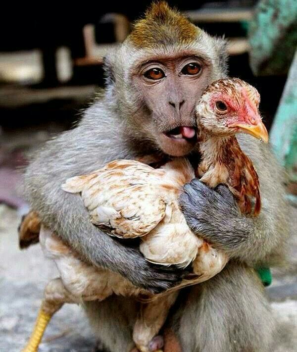 cavosjnr's tweet photo. A rare photo of a baba with your Chick😂💀✌🏻 https://t.co/GWK4G3vBGC